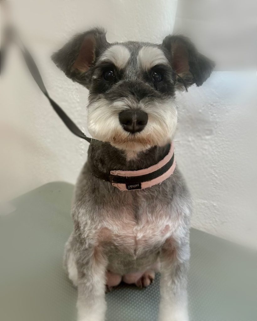 シュシュちゃん