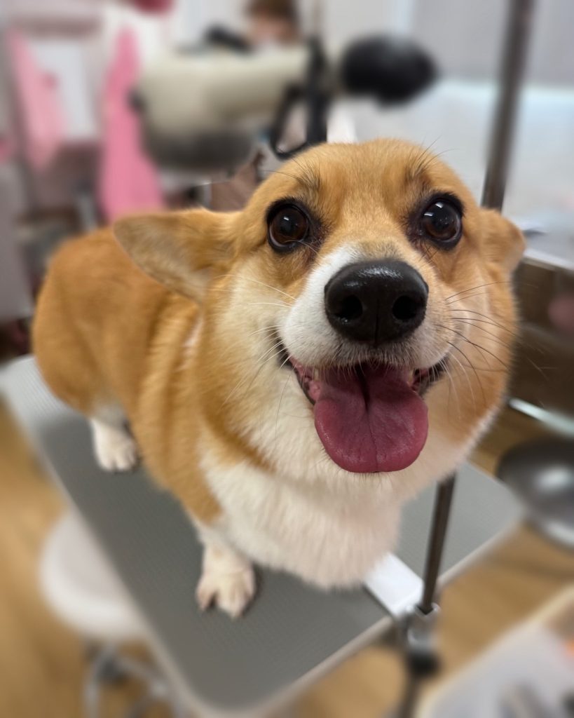 シュシュちゃん