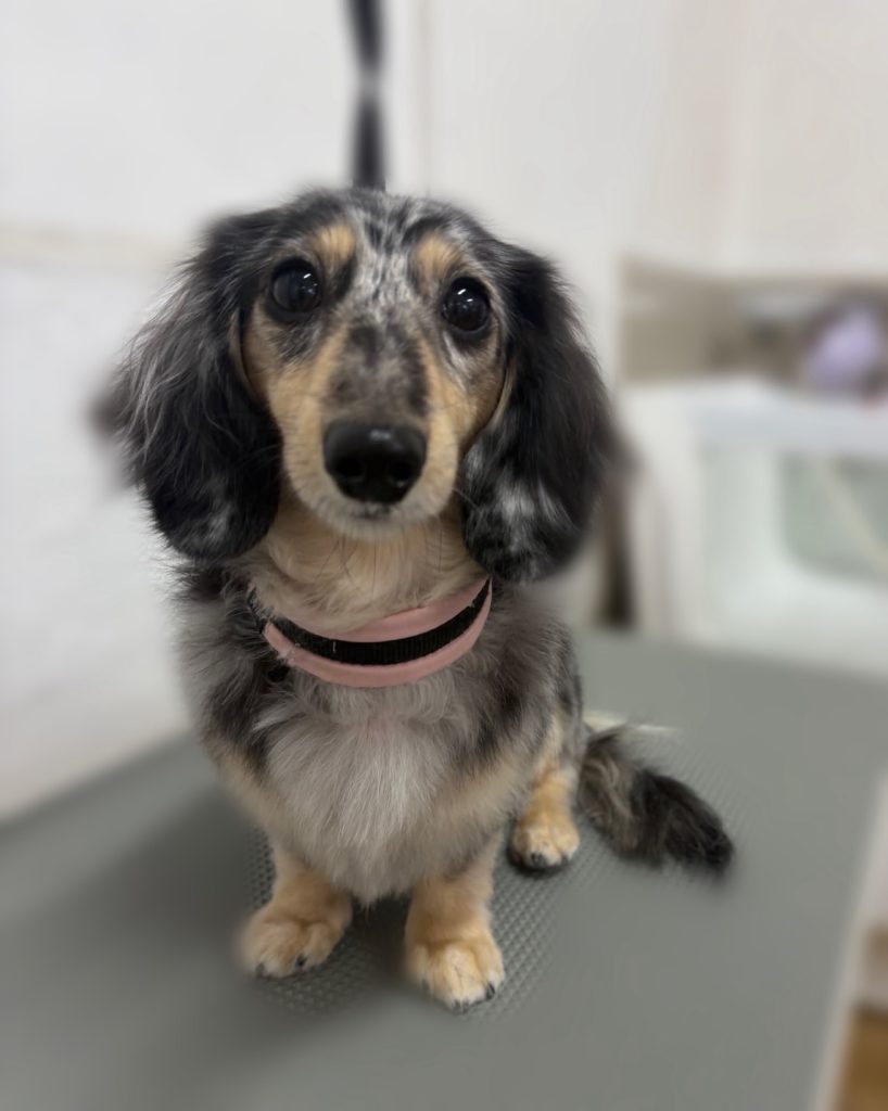 ジュエルちゃん