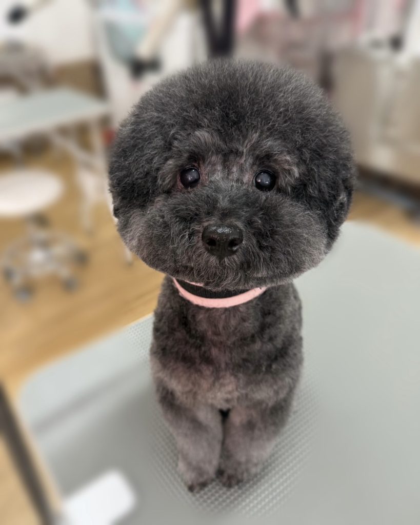 ちょこあちゃん