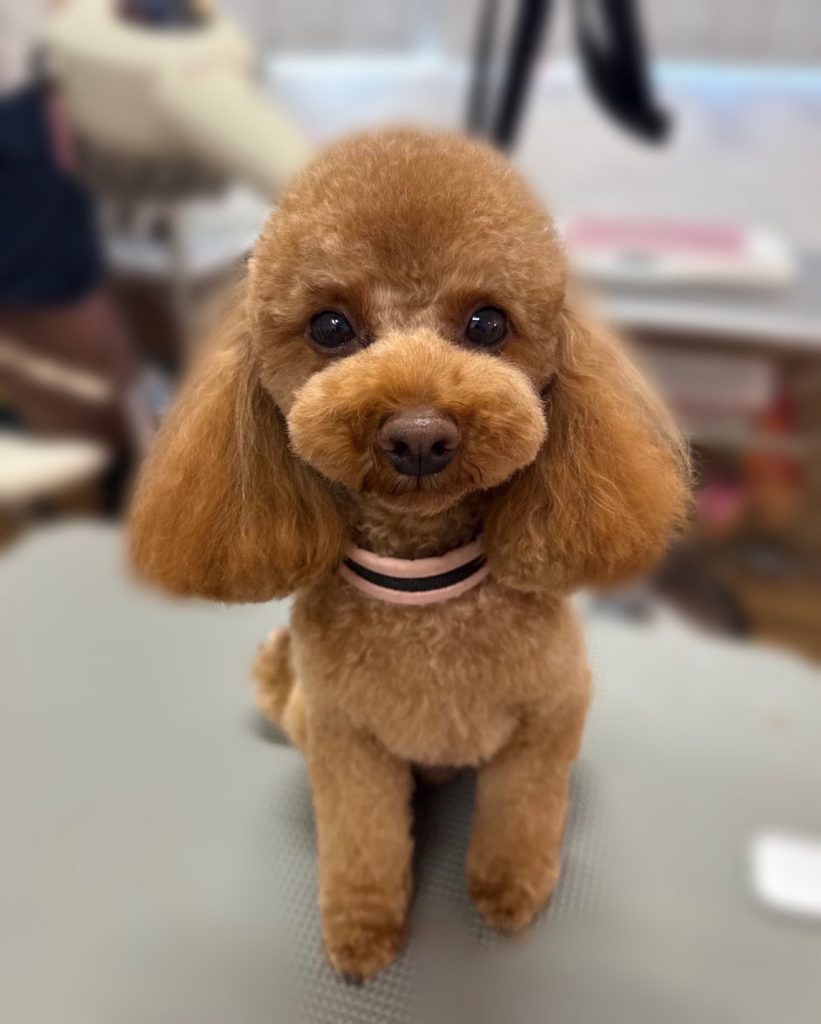 ちゃちゃまるくん