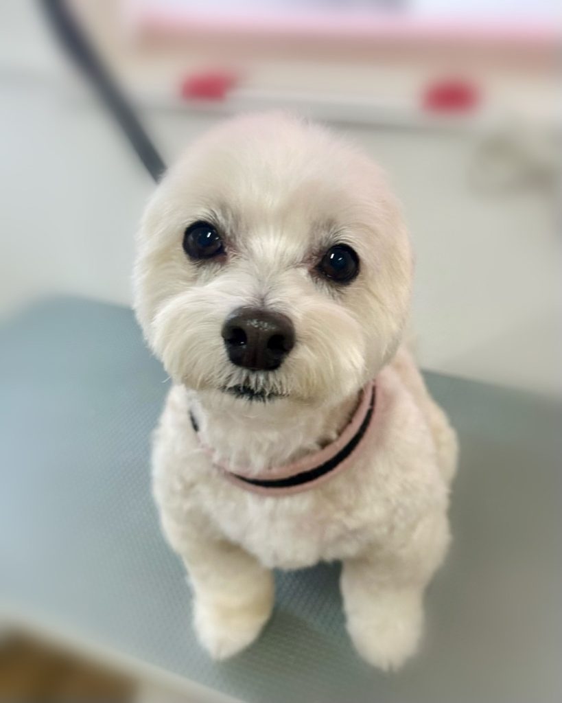 ビスケットくん