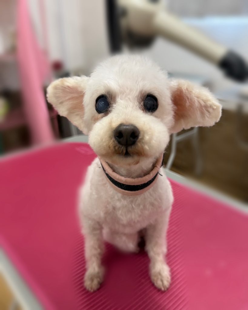 ミルキーちゃん