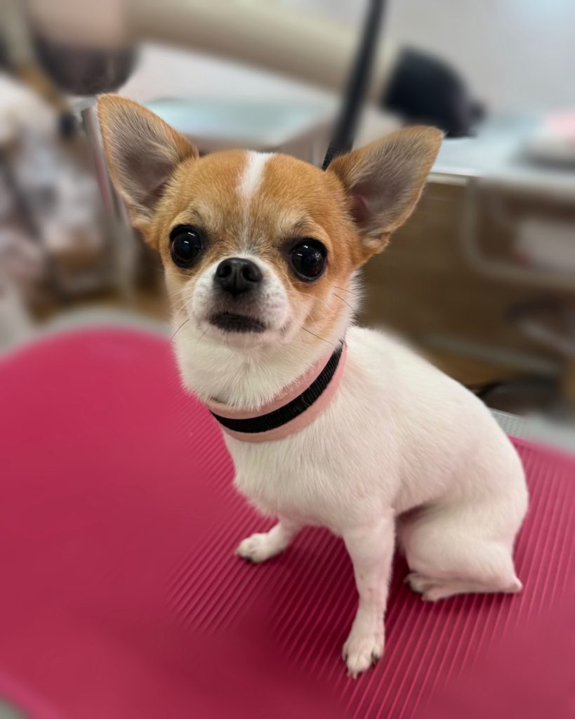 ＲＡＺＵＲＩちゃん