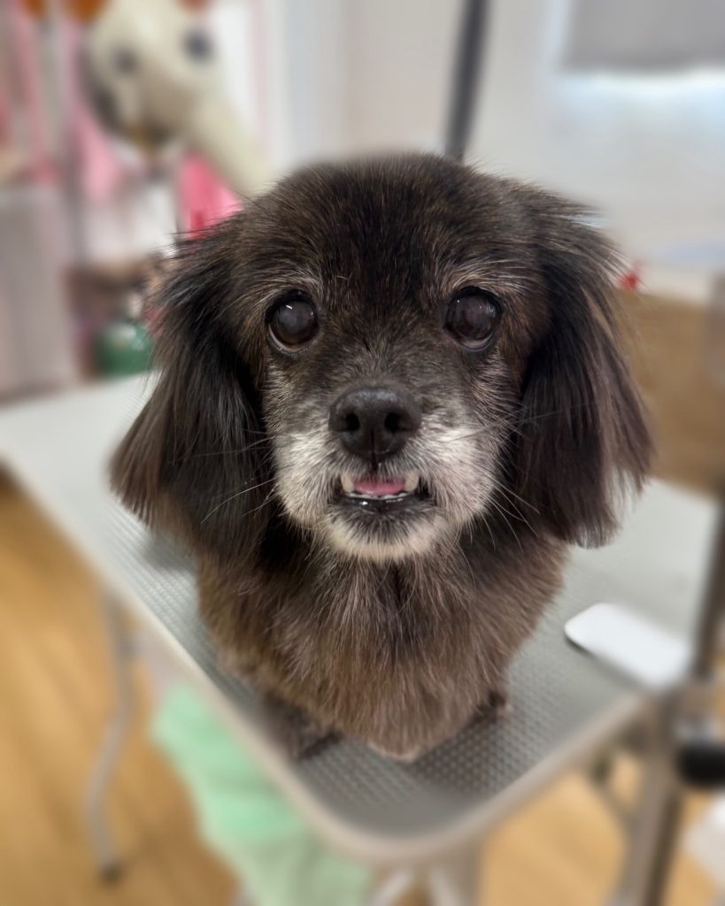 たんぽぽちゃん