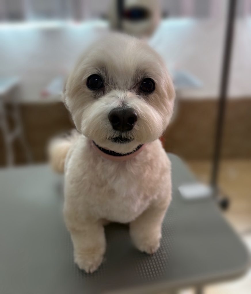 ビスケットくん