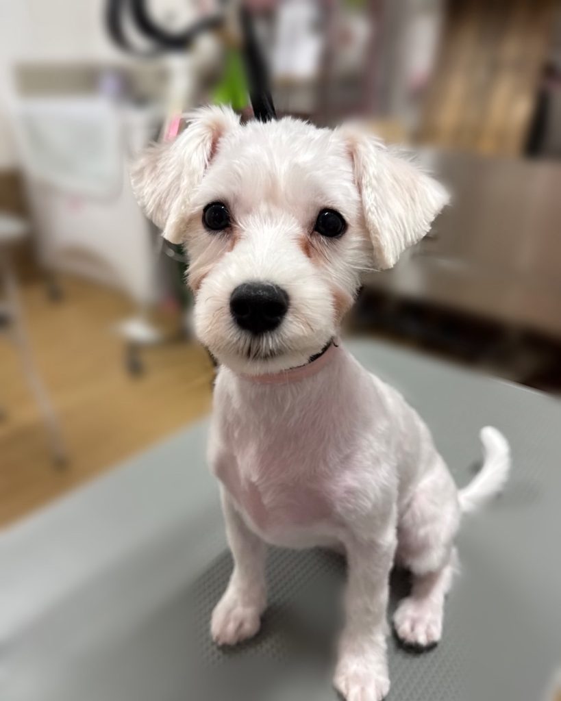 ましゅまろちゃん