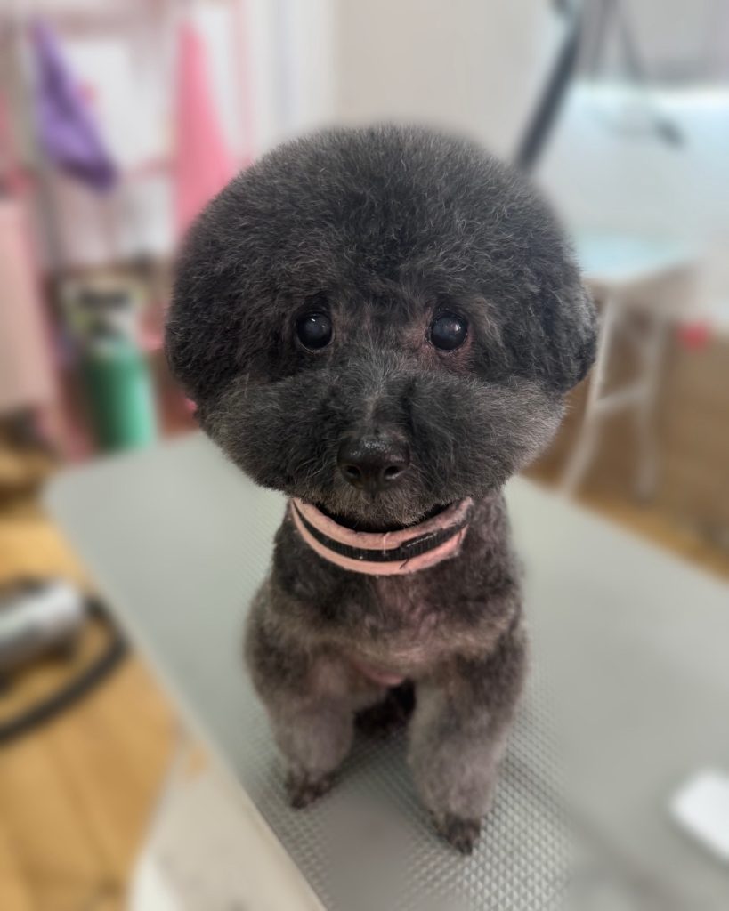 ちょこあちゃん