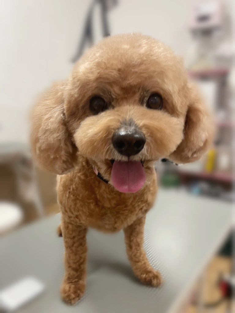 ももたろうくん