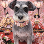 シュシュちゃん