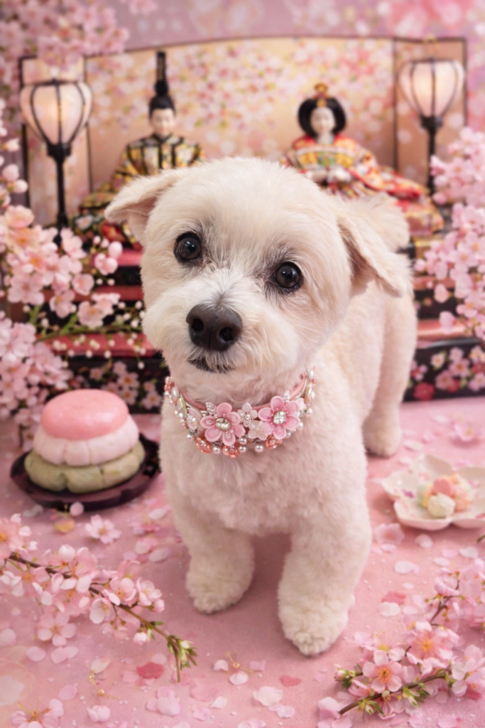 ビスケットくん